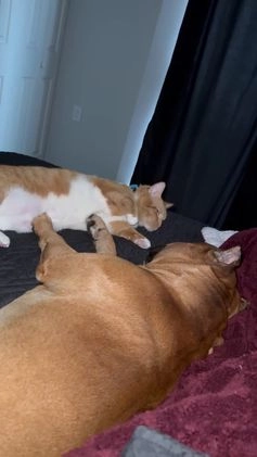 American Bully dogs for sale: American Bully  - Video 1