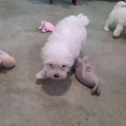Maltese dogs for sale: Jackie - Video 1