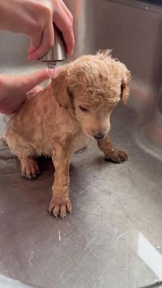 Standard Poodle dogs for sale: Standard Poodle Puppy 3 "Logan" - Video 2