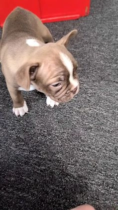 Frenchton dogs for sale: Lando - Video 1