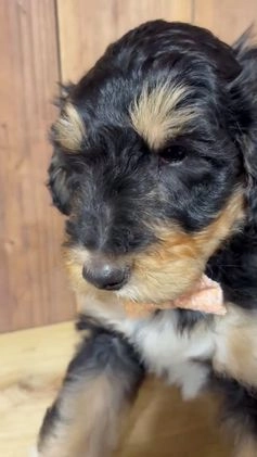 Mixed Breed dogs for sale: Leo - Video 1