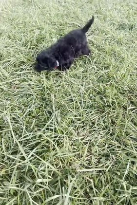 Maltipoo dogs for sale: Gladys - Video 1