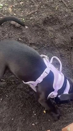 Mixed Breed dogs for sale: Mixed Breed Puppy 1 - Video 4