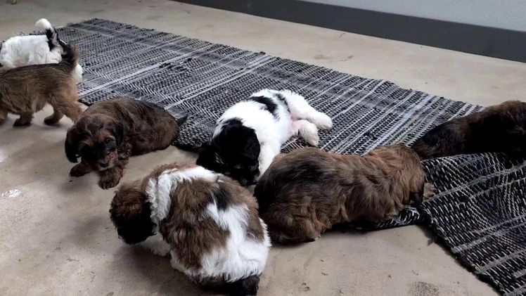 Mixed Breed dogs for sale: Avery - Video 3