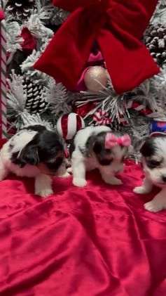 Yorkshire Terrier dogs for sale: Wakko  - Video 1