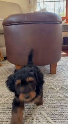 Doxiepoo dogs for sale: Isabelle - Video 1