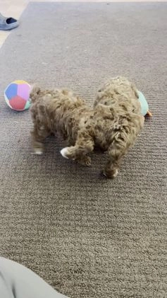Toy Poodle dogs for sale: Kip - Video 1