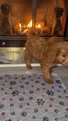 Mini Goldendoodle dogs for sale:  Star ⭐️ - Mini Goldendoodle - Video 2