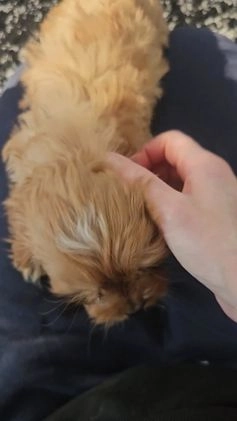 Cavapoo dogs for sale: Willow - Video 1