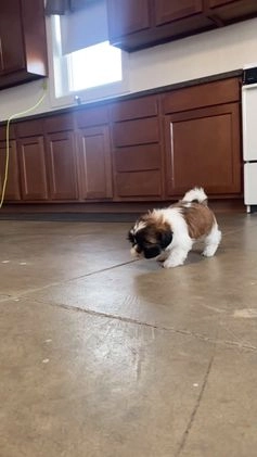 Shih Tzu dogs for sale: Snickers - Video 6