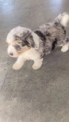 Mini Aussiedoodle dogs for sale: Gianna - Video 1