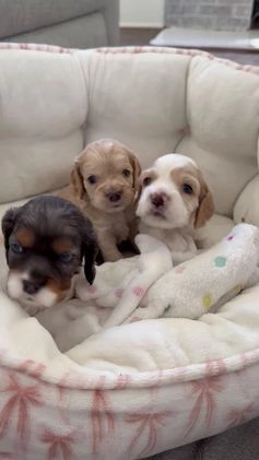 Cocker Spaniel dogs for sale: Knox - Video 5