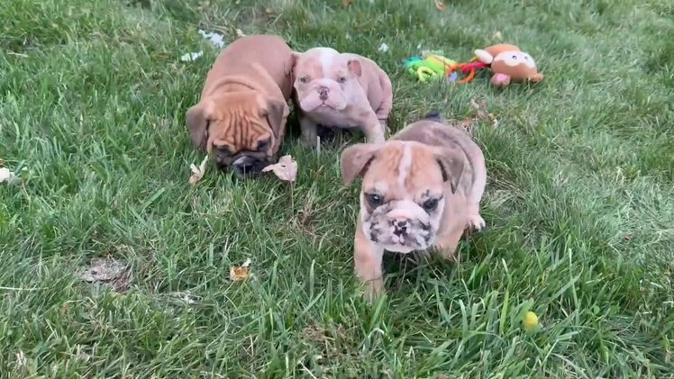 English Bulldog dogs for sale: Otto - Video 1