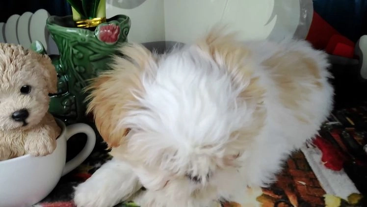 Shih Tzu dogs for sale: osito - Video 1