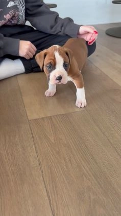 Boxer dogs for sale: Noel - Video 1