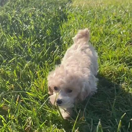 Maltipoo dogs for sale: Jeremy - Video 1
