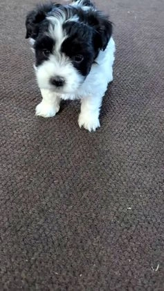 Havanese dogs for sale: Zya - Video 1