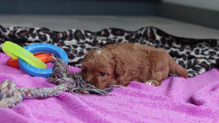 Cavapoo dogs for sale: Izzy - Video 1