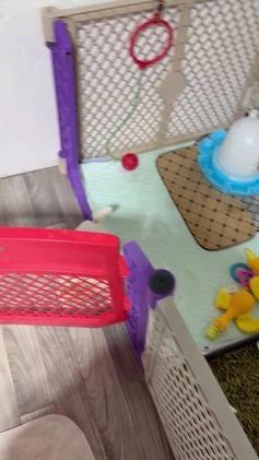 Standard Poodle dogs for sale: Standard Poodle Puppy 3 "Logan" - Video 1