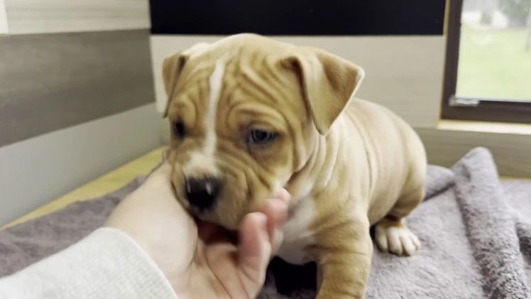 American Bully dogs for sale: Dean - Video 1