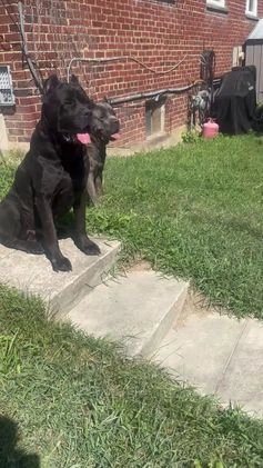 Cane Corso dogs for sale: Cane Corso Puppy 4 - Video 1