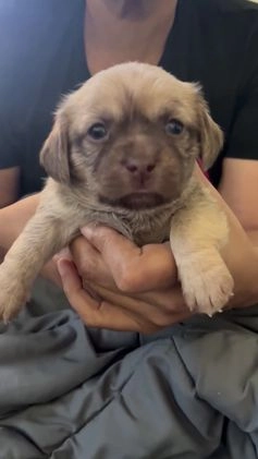 Mixed Breed dogs for sale: Mixed Breed Puppy 1 - Video 1