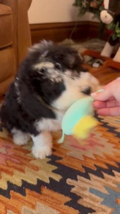 Mini Bernedoodle dogs for sale: Mila - Video 1