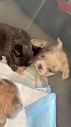 French Bulldog dogs for sale: Minnie - Video 1