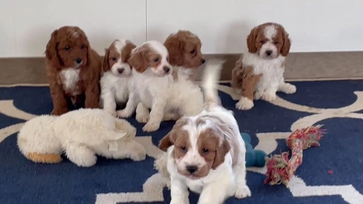 Cavapoo dogs for sale: Mr. Leo - Video 1
