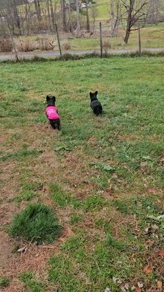 French Bulldog dogs for sale: Jewl Fluffy female  - Video 2