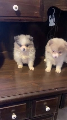 Pomeranian dogs for sale: Pomeranian Puppy 2 - Video 1