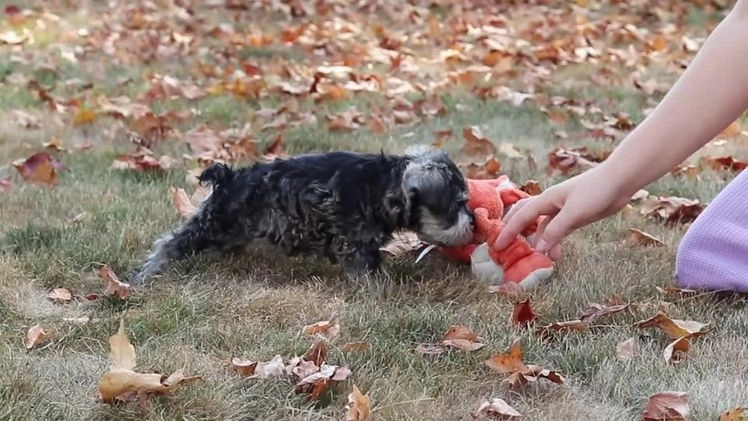 Miniature Schnauzer dogs for sale: Brianna - Video 2