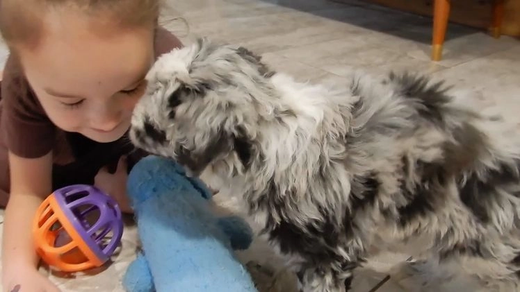 Sheepadoodle dogs for sale: Cash - Video 1