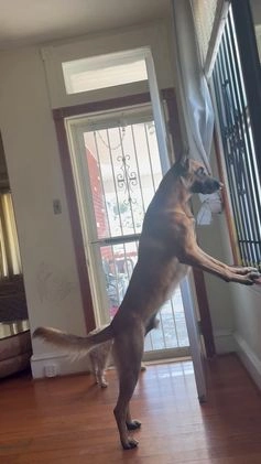 Belgian Malinois dogs for stud: Beast bandit the beast  - Video 8