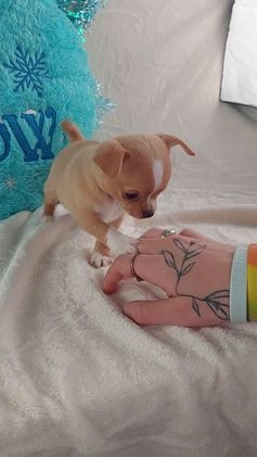 Chihuahua dogs for sale: Linus - Video 1