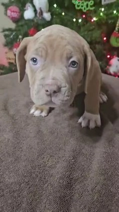 American Bully dogs for sale: NOEL - Video 1