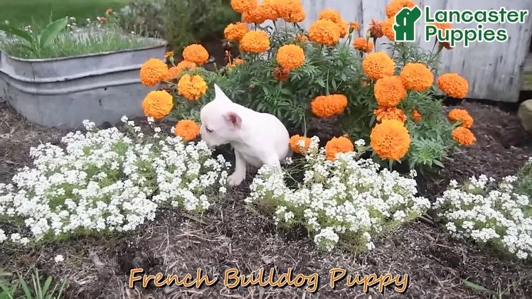French Bulldog dogs for sale: Tulip - Video 1