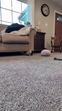 Pug dogs for sale: Champion Dexter - Video 1