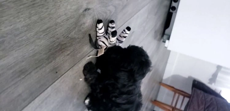 Shihpoo dogs for sale: Ava  - Video 1