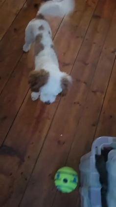 Cavapoo dogs for stud: Loki Kingsley - Video 3
