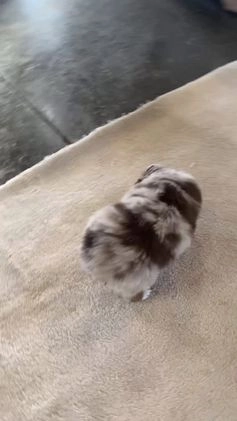 Australian Shepherd dogs for sale: Nova - Video 1