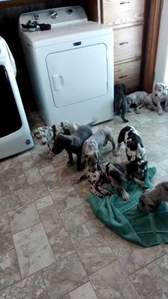 Great Dane dogs for sale: Karter - Video 2