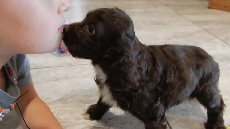 Cockapoo dogs for sale: Lucky - Video 1