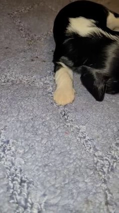 Cavalier King Charles Spaniel dogs for sale: Prince Louis - Video 1