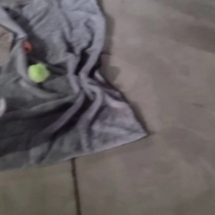 Beagle dogs for sale: Ace - Video 1