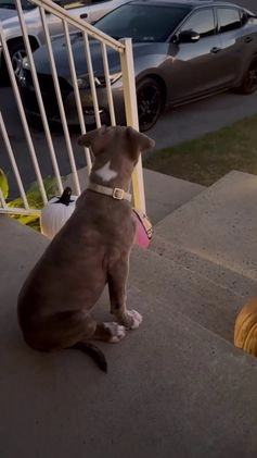 American Pit Bull Terrier dogs for sale: American Pit Bull Terrier Puppy 1 - Video 1