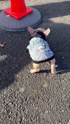 French Bulldog dogs for sale: Dobby - Video 1