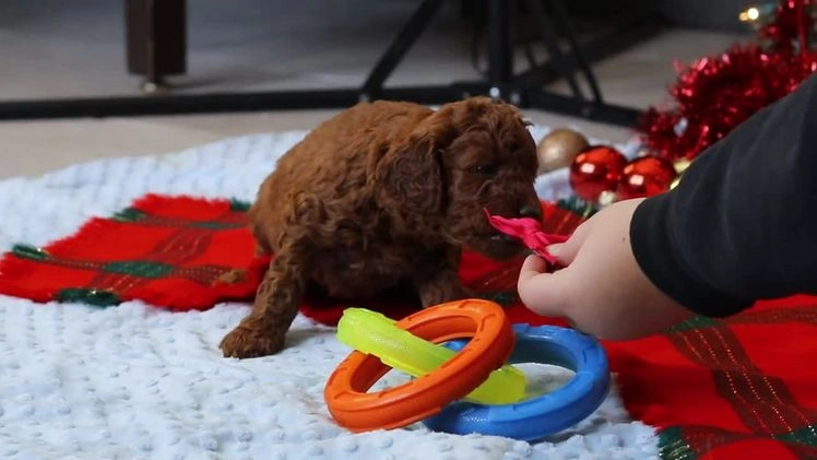 Mixed Breed dogs for sale: Gina – Female (F7926) - Video 1