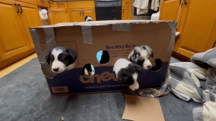 Border Collie dogs for sale: Eddie - Video 1