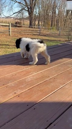 Saint Berdoodles dogs for sale: Rowan - Video 4
